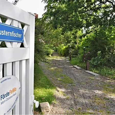 Austernfischer * Heikendorf
